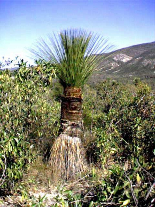 dasylirion longissimum