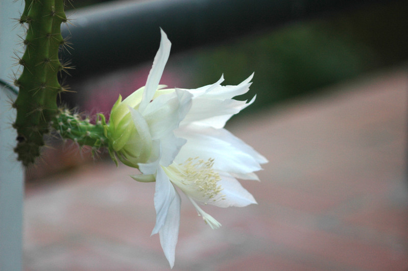 heliocereus speciosus amacamensis 12