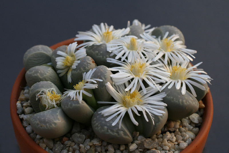 lithops marmorata c305 0218