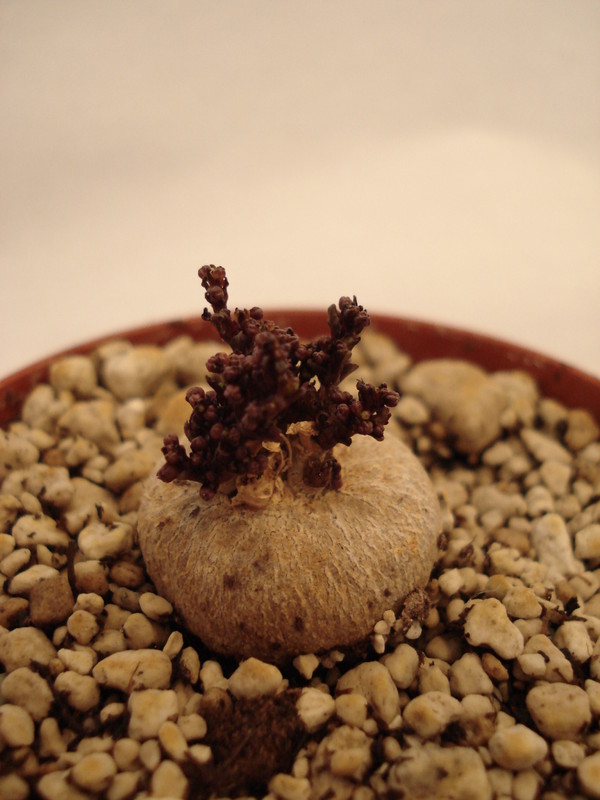 brachystelma caffrum 182