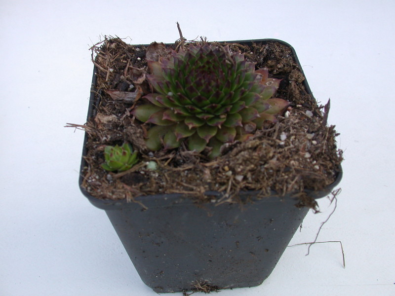 sempervivum neon 5755