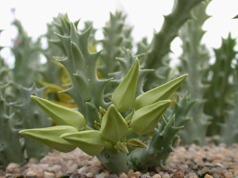 caralluma lutea vaga 3