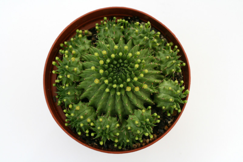 euphorbia susannae 0605