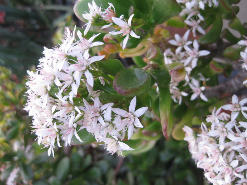 crassula ovata 9833