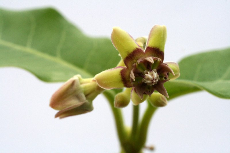 raphionacme angolensis 0647