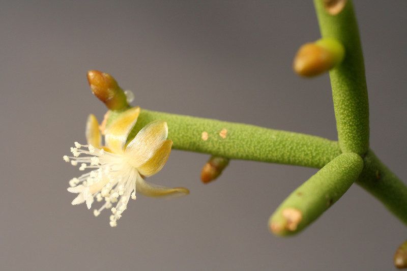 rhipsalis teres heteroclada 0139