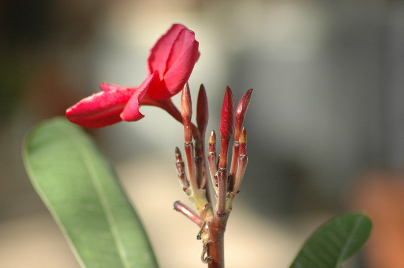 plumeria rot 719