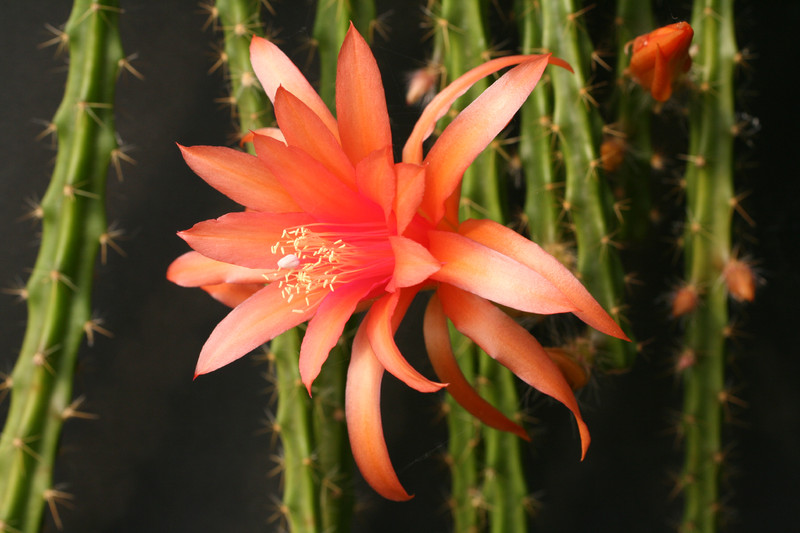 aporocactus englische hybride 31 1839