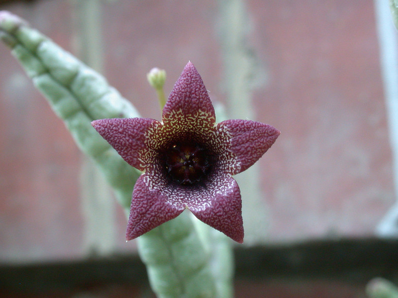 tromotriche aperta 07