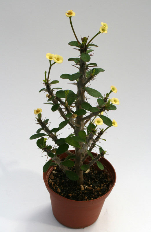 euphorbia milii splendens lutea 6766