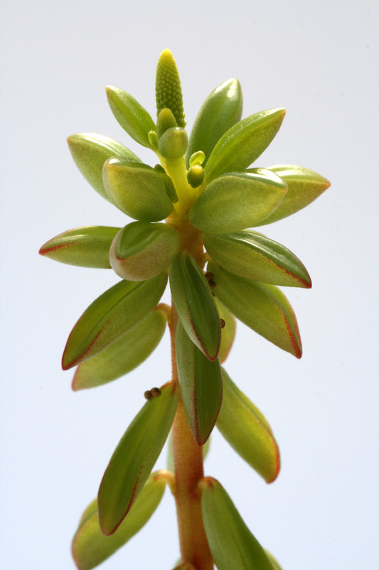 peperomia nivalis 8028
