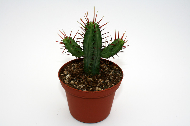 euphorbia enopla 6981