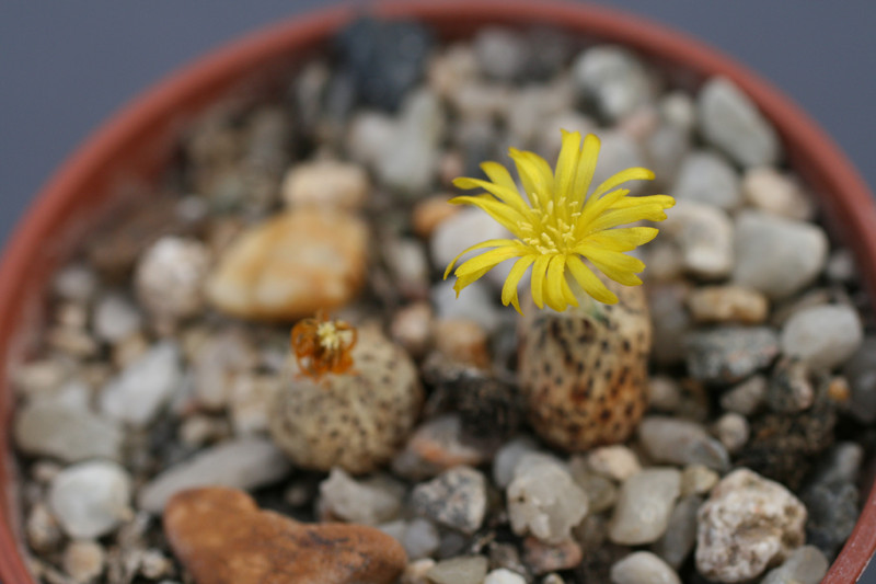 conophytum meyeri 0162