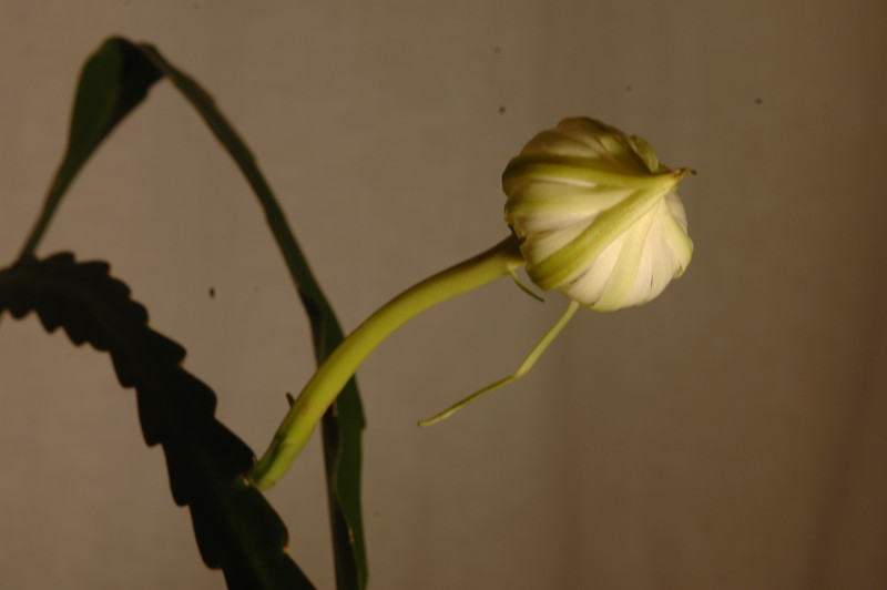 epiphyllum pumilum phasen 2282