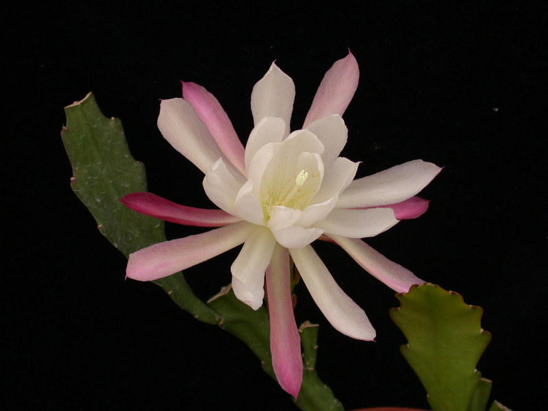 eh rhodos 8765 02