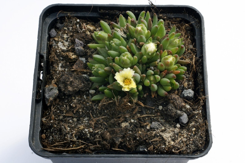 delosperma congestum white nugget 9222