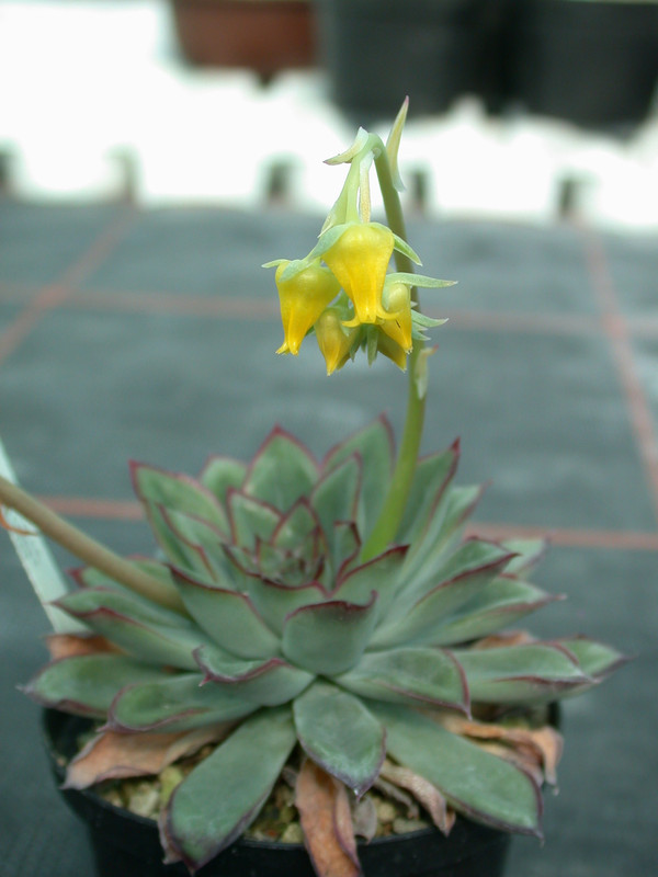 echeveria pulidonis es3969 03
