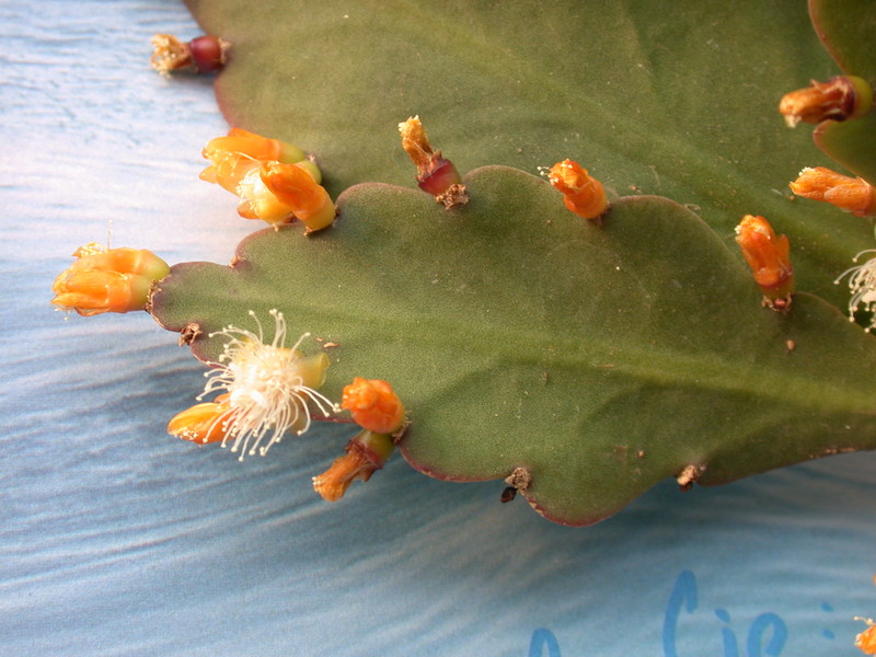 rhipsalis pachyptera 2050