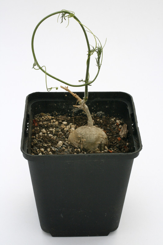 kedrostis crassisrostrata 7558