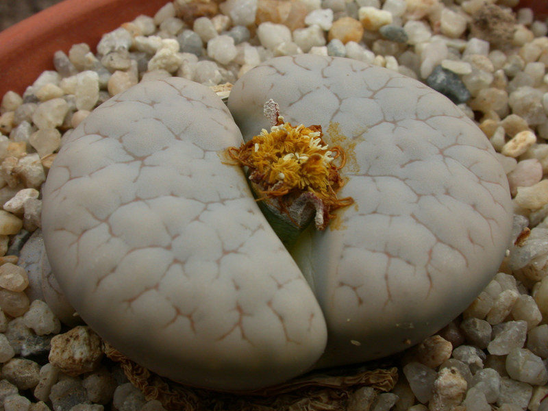 lithops gracilidelineata c262 c374 06
