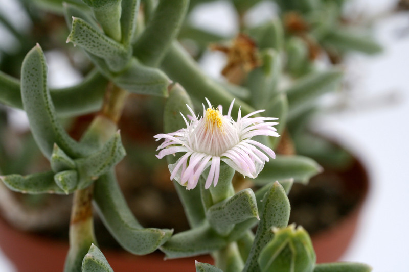 ruschia aff rupicola sb1508 9249