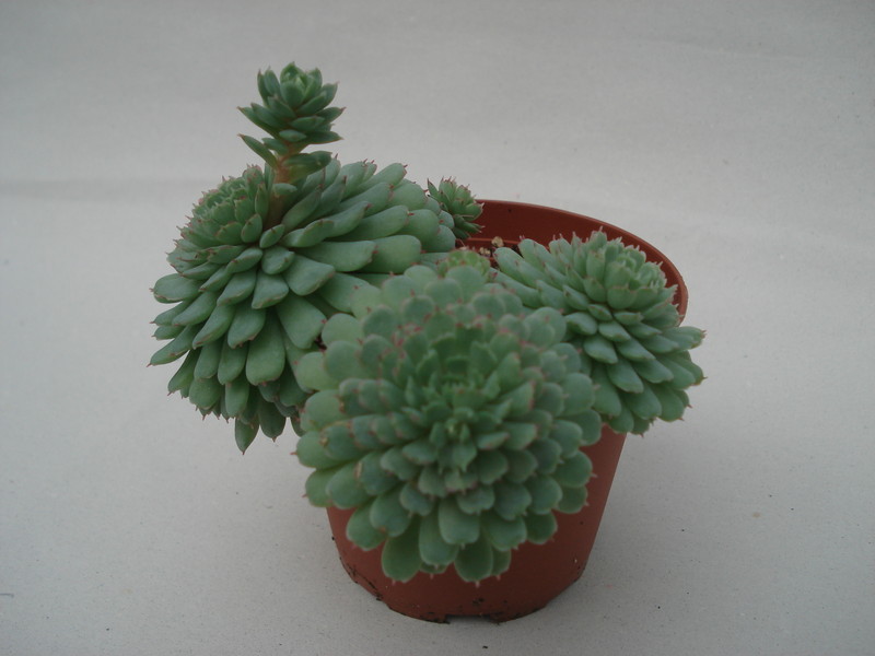 echeveria minima 8331