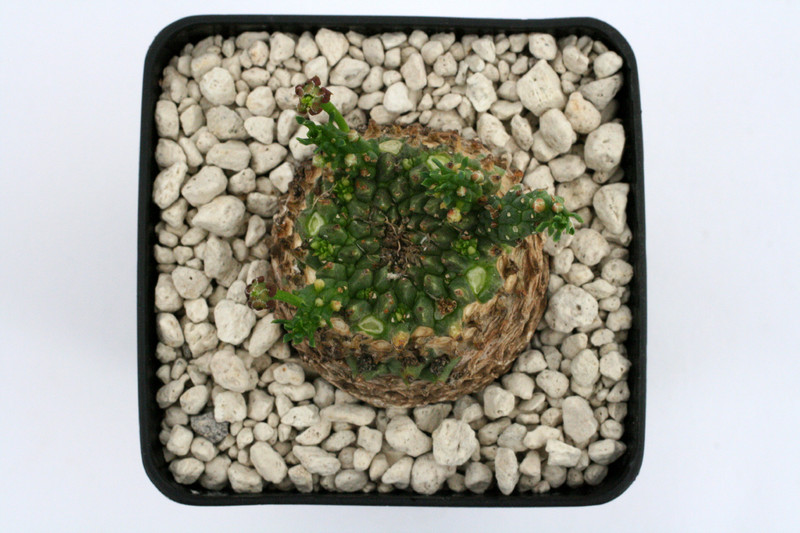 euphorbia gorgonis 9568
