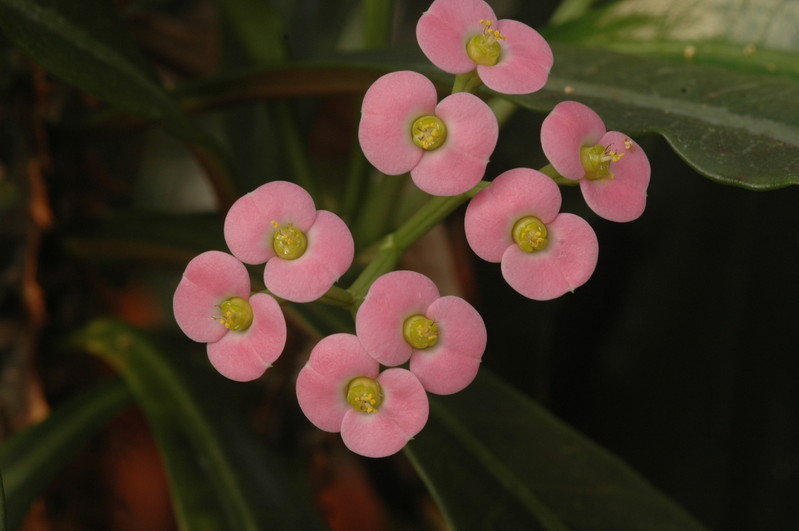 euphorbia lophogona 1178