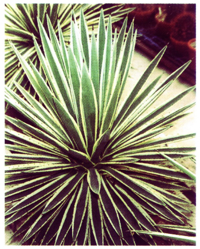 agave altes foto