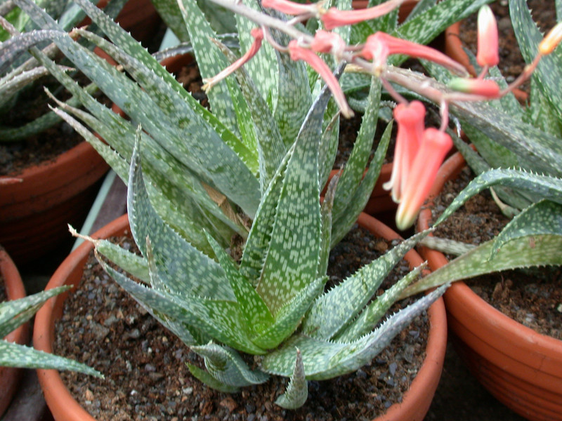 aloe rauhii 1
