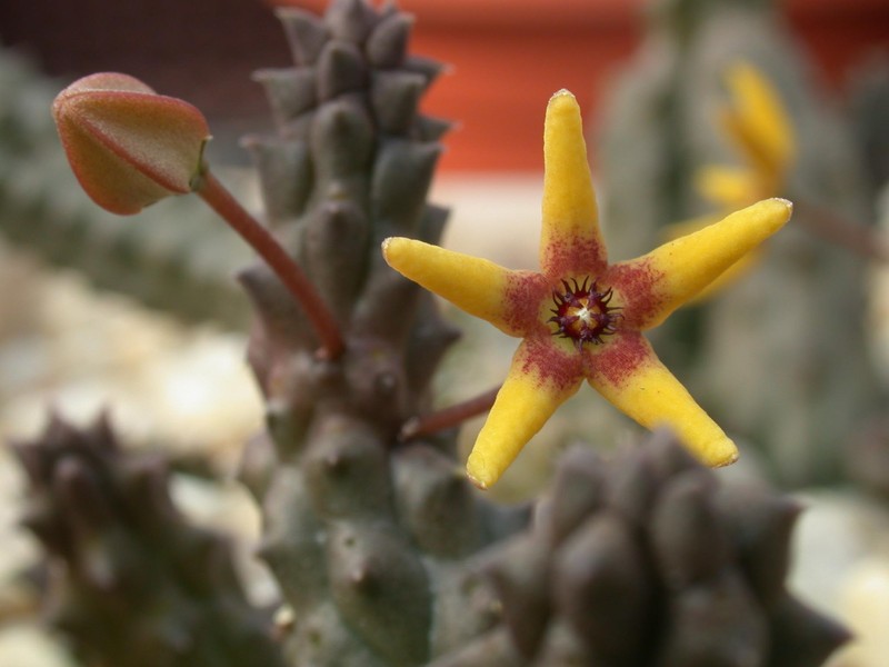 pectinaria maughanii 01