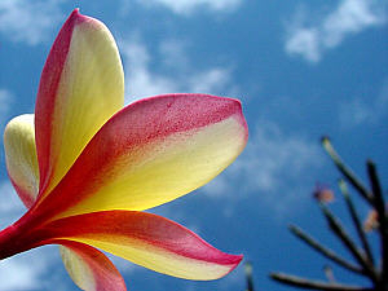 plumeria gelb rosa