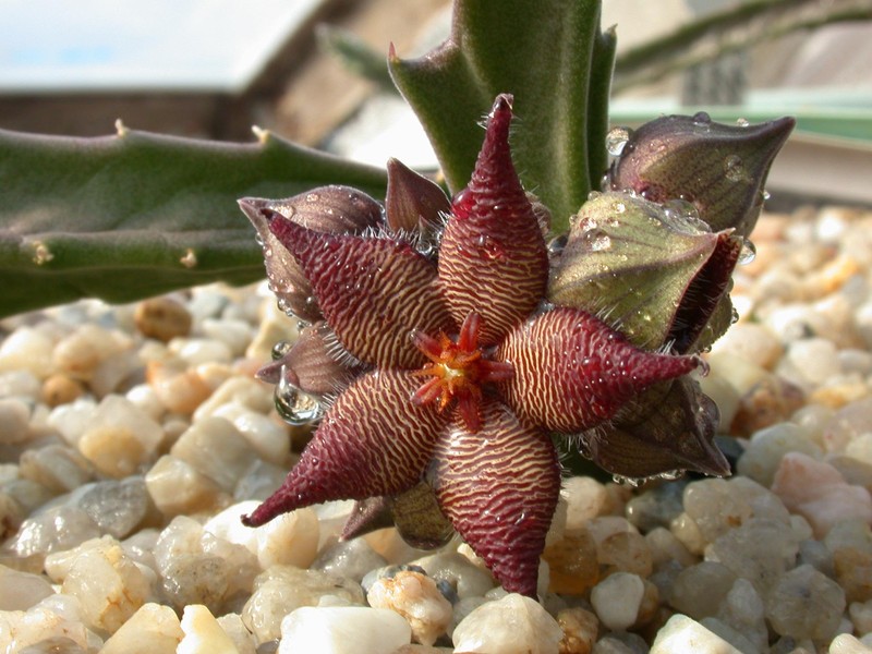 stapelia acuminata3