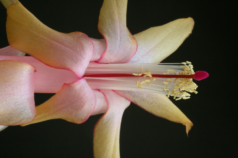 schlumbergera gold charm 5863