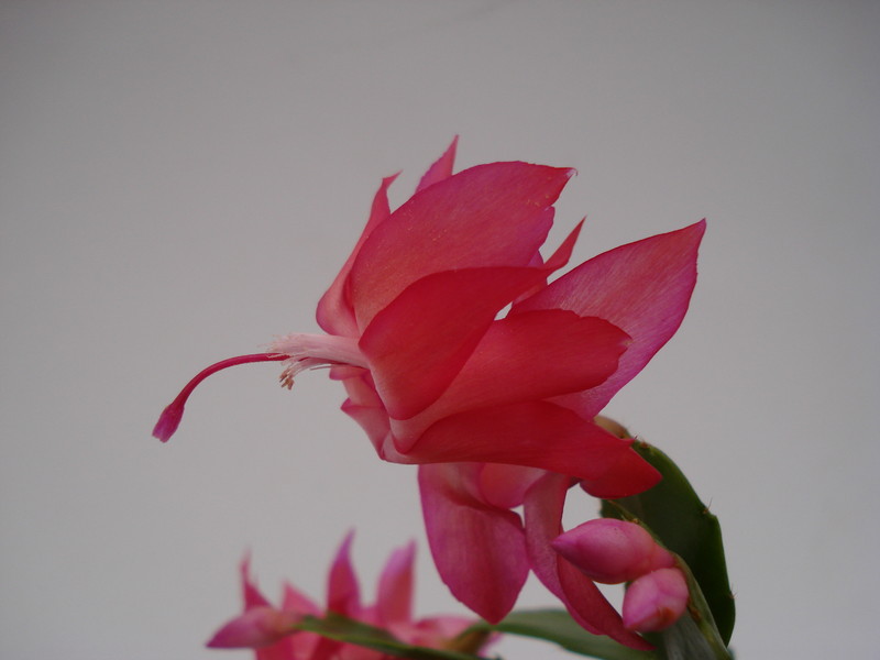 schlumbergera thor zita 1568