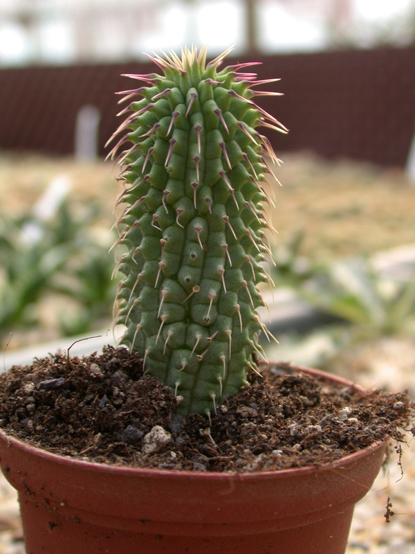 hoodia gordonii 01