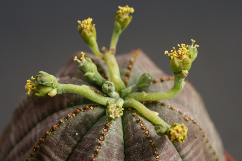 euphorbia obesa 0326