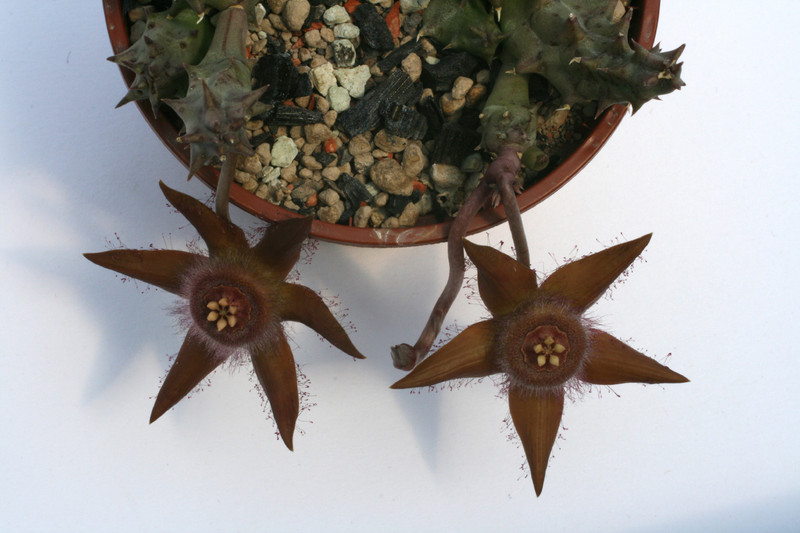 duvalia corderoy 5358