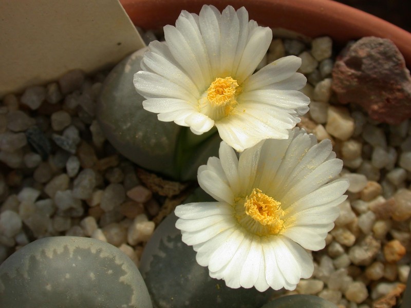 lithops marmorata elisae 01