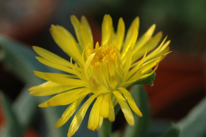 chasmatophyllum musculinum 01