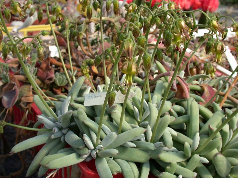 kalanchoe beharensis01