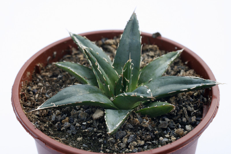 agave victoria reginae compacta 7857