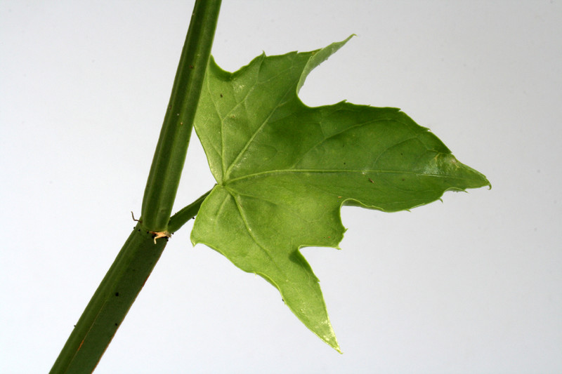 cissus quinquangularis 7283