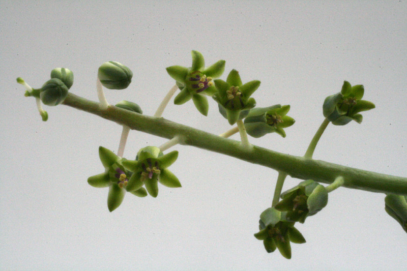 ledebouria socialis 9507