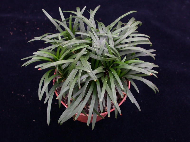 ophiopogon kyoto dwarf 01