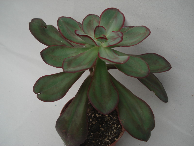 echeveria nodulosa 8312