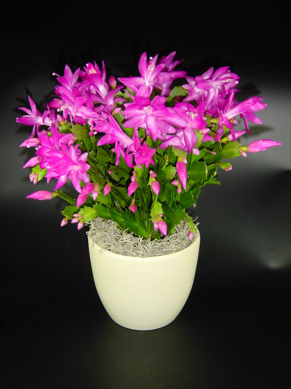schlumbergera cyber dancer 01