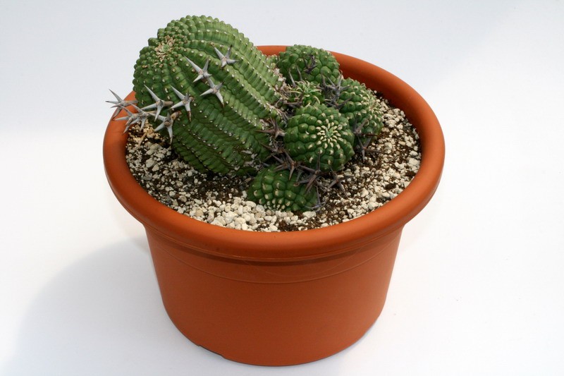 euphorbia stellaspina gross  9516 sm