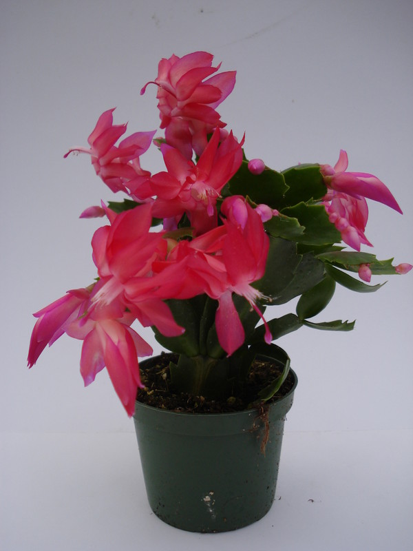 schlumbergera thor zita 1563
