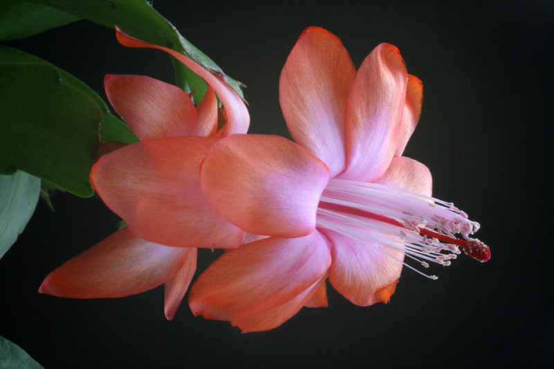 schlumbergera orange devil 5918